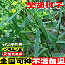 柴胡种籽子中药材正品黑柴胡种子日本黄柴胡四季种植苗草药套种子