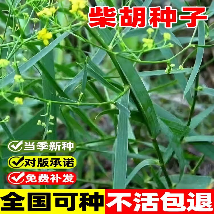 柴胡种籽子中药材正品黑柴胡种子日本黄柴胡四季种植苗草药套种子