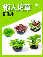 ˮ������~��ֲ����w����������Bˮ��Gֲ���֑����쾰�o���ɰ