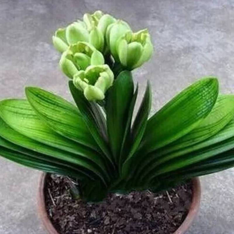 君子兰盆栽带花苞老苗大小苗花卉植物室内花好养圆头和尚长春盆景