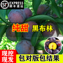 ڲӘϱشԼ޽Óǹ䮔Y