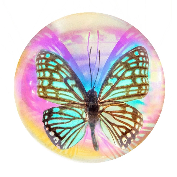 8.9cm semicircular colorful male black-veined butterfly