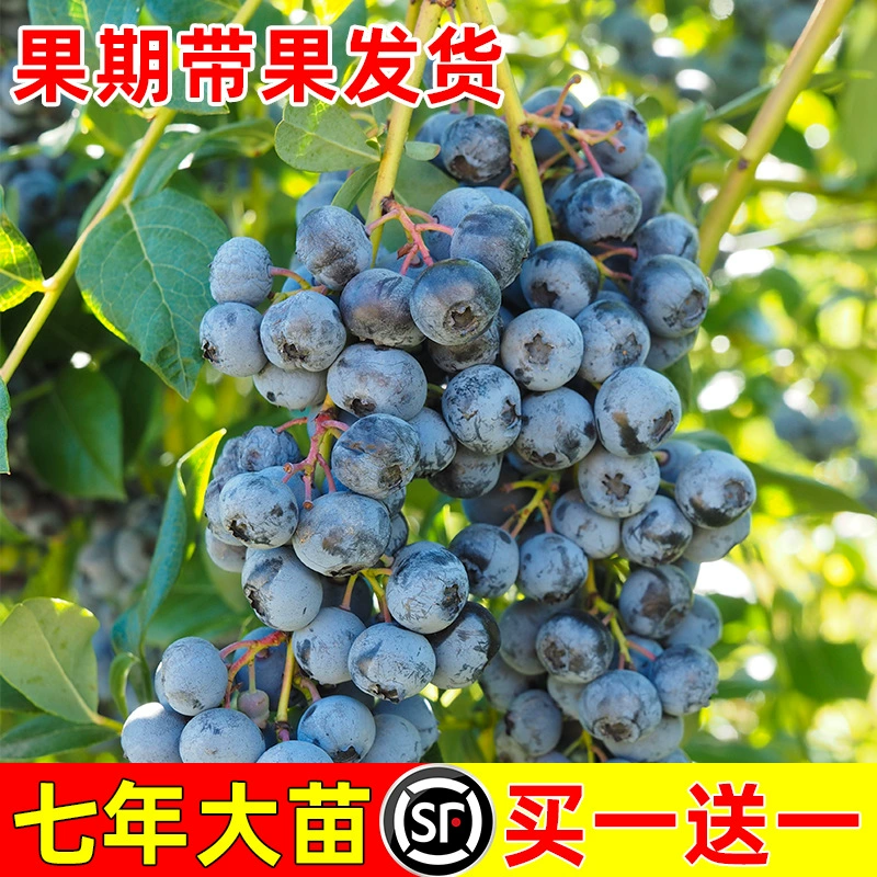 Саженцы черничного дерева с плодами, саженцы черники в горшках для посадки на севере и юге, очень большие балконные саженцы кроличьего глаза, которые в том же году дают плоды.