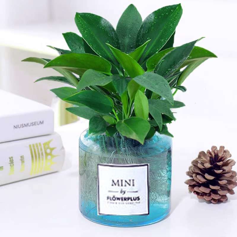 수경재배 골드 다이아몬드 + [오픈 블루 MINI 병] + 영양액