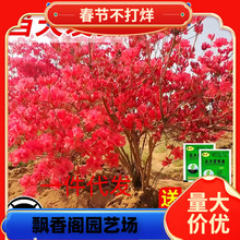 ӳɽ�t�����Ϙ��Ϸ������Nֲ���N����ͥԺ���������ͺ��辰�L����