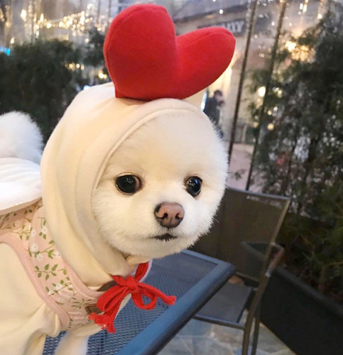 Pet Supplies Wholesale: Cute Cat and Small/Medium Dog Winter/Spring Shoes with Love