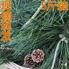 新鲜带枝松针马尾松针叶茶深山老树采摘现摘现发真货好货好货真货