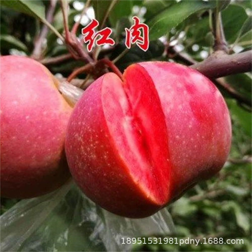 Прививка Red Love Саженцы яблока Сайлес Красное сердце Красное мясо Саженцы яблока Итоги посадки в саду в горшках года