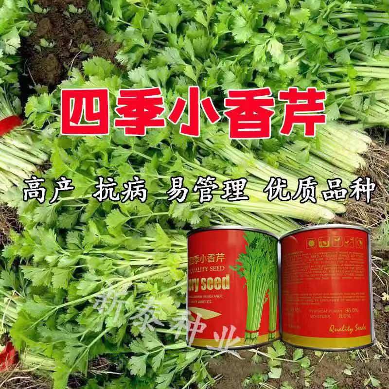 赛丽四季小香芹进口优质品种高产抗病四季芹菜种子正宗速生蔬菜