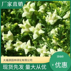 其他园林植物;水生植物;灌木