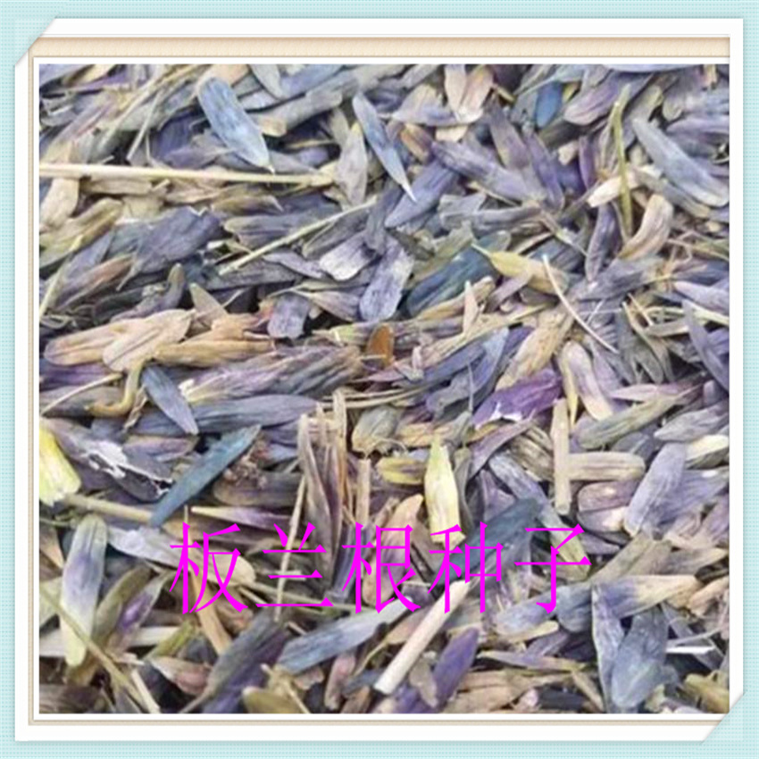 Seedlings wholesale Radix seed Tonic Medicinal dishes seed supply seed recovery