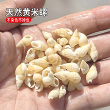 天然海螺 贝壳黄米螺 小海螺批发地台鱼缸 装饰创意DIY许愿瓶材料
