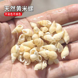 天然海螺 贝壳黄米螺 小海螺批发地台鱼缸 装饰创意DIY许愿瓶材料