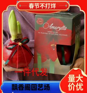 Bulbs Wholesale Amaryllis Red Bulbs Bloom Quickly and Easily, Easy to Grow and Live, Courtyard Balcony Potted Plants, Ground Planting, Many Colors for All Seasons