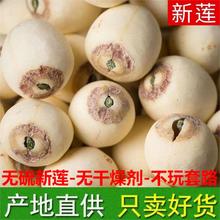 新货带芯白莲子干货500g特产湘潭湘莲子带心磨皮莲子有芯无硫