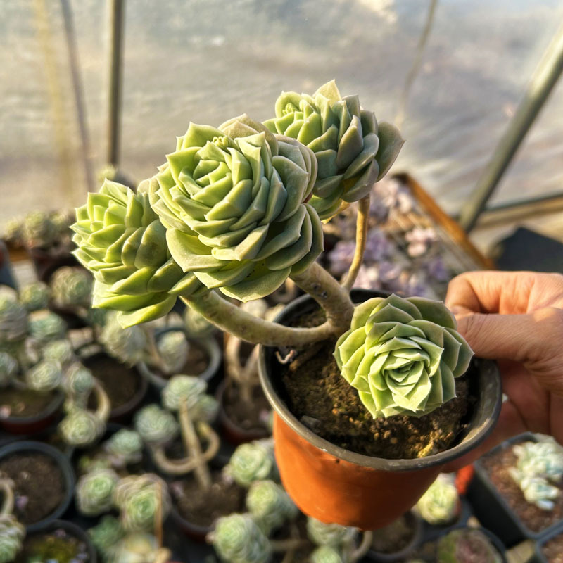 네 개의 머리로 시작하는 귀여운 장미