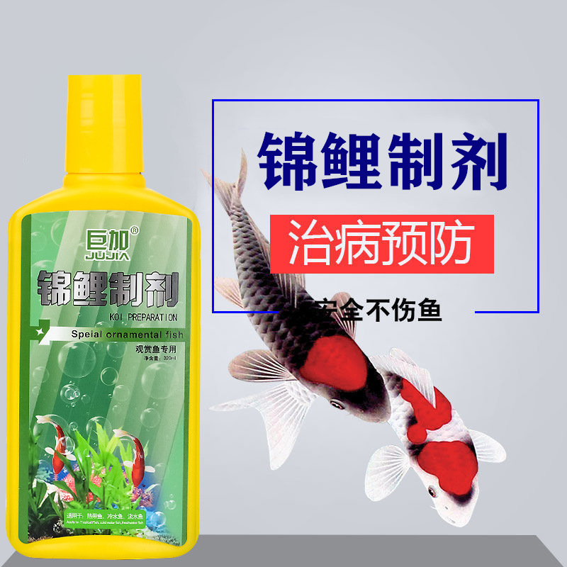 Koi Dedicated Yuyao Watch Yuyao Coldwater Goldfish Koi Pisciculture Unfinished