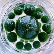 海藻球学生宠物绿植物沉底小球藻生态瓶斑马鱼养斗鱼专用水包邮
