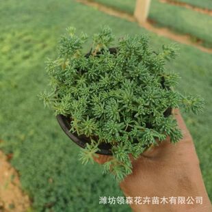 ���A���������S���ײݴ������픾G�������ֲ���҃ȱ�ѩ�f���