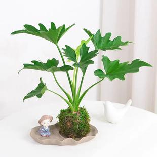 Spring Feather Moss Ball, Scandinavian Green Plant, Easy to Maintain on Office Desk, Easy to Maintain Indoors, Shade-Tolerant, Absorbs Formaldehyde, Purifies Air and Is Beautiful