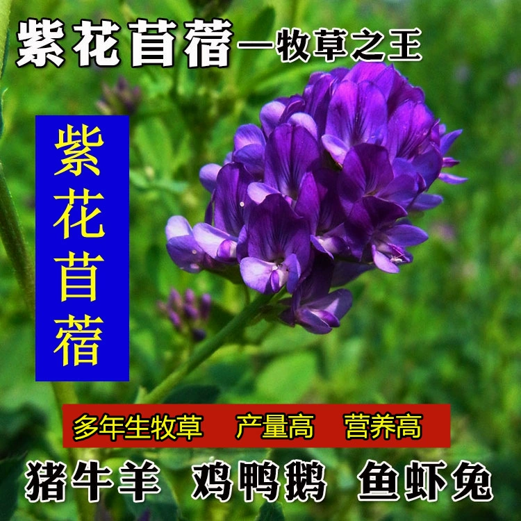 Кормовые семена люцерны многолетние четыре сезона осень и зима морозостойкие Кормление крупного рогатого скота овец кролик молоко Вика Семена зеленого навоза