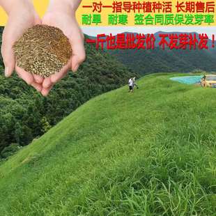 ��ϲ�ݷN�����l��·�o��ˮ������ ���ݲ��� ��·�̉ξG����ƺ�N��