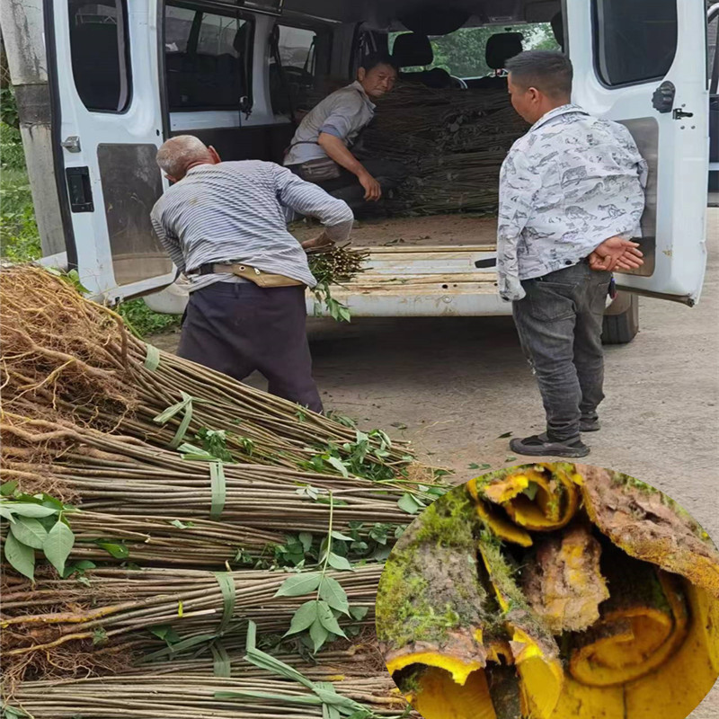 微信图片_20240606231516_副本