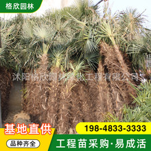 棕榈树苗价格 基地批发绿化苗木工程绿化棕榈树苗销售 行道树