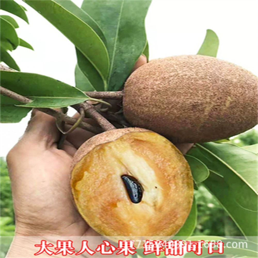 Мягкие ветви Four Seasons Саженцы саподиллы Двор в горшке Renxin Фрукты женьшеня Ву Фэн Хурма с фруктовыми саженцами Посаженные