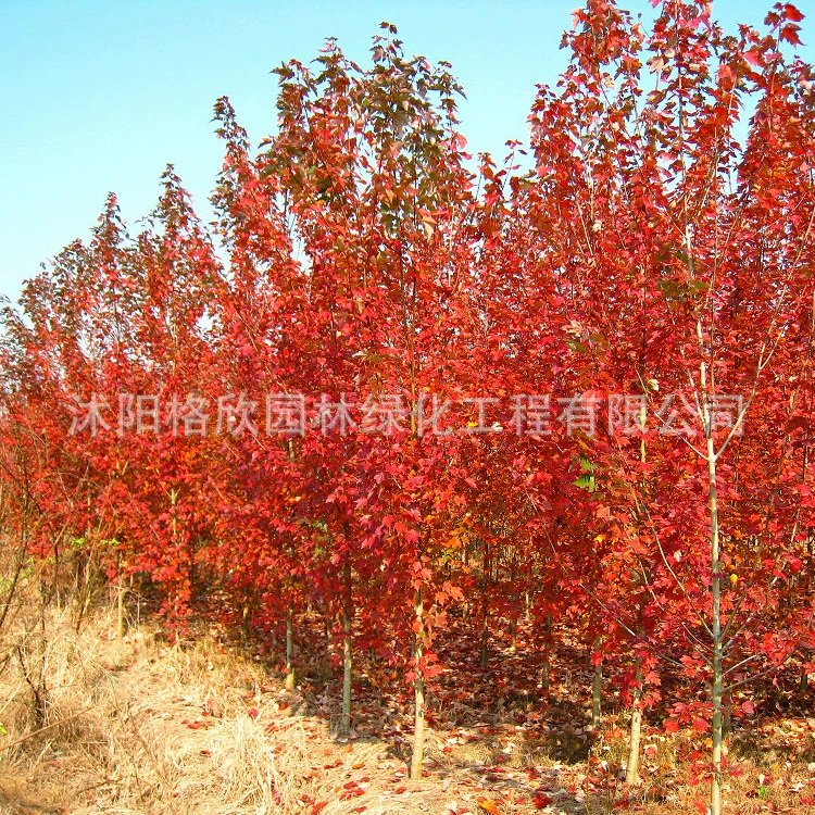Посадка Красного Клена Базы Оптовая Уличные Живописные Деревья Естественная Форма Дерева Красивая Осень Пламя Американский Красный Клен