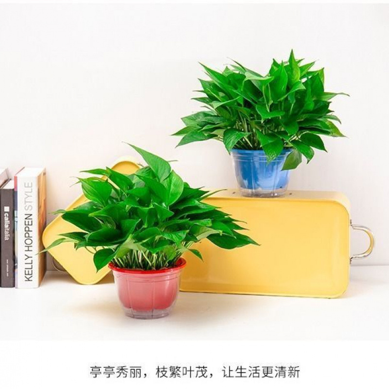 다채로운 화분 60개, 화분 2개 + 흡수성 화분 + 액체 1개