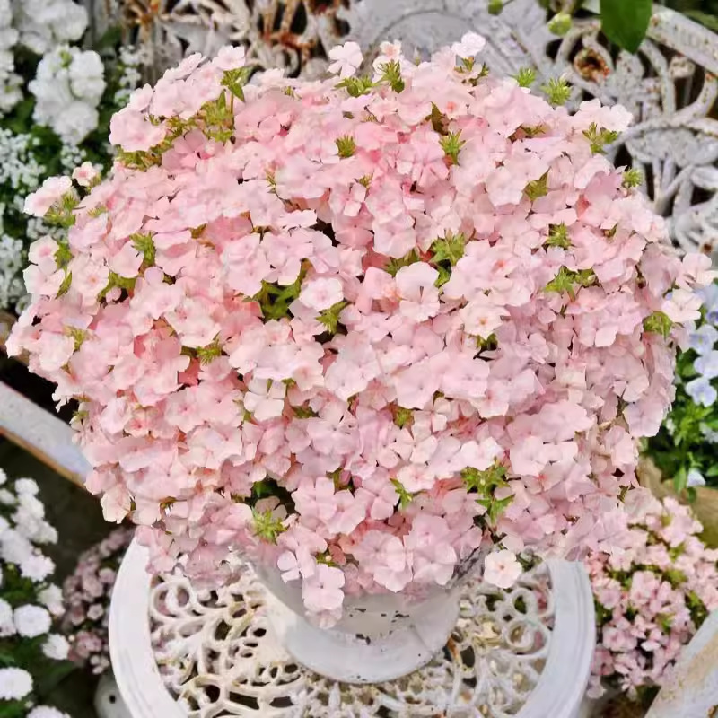 代发福禄考花种四季播种植物室内花盆栽草花籽阳台易成活花种籽子