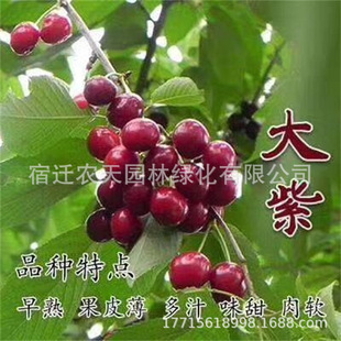 �t��ʯ���Ҙ���޽���܇���Ӵ������ͥԺ�ϱ����Nֲ���Ԯ���Y��