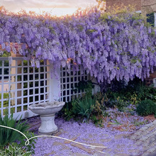 一件代发多花紫藤花苗爬藤植物攀援花卉庭院围墙四季耐寒耐热开花