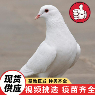 ���Ցc����w��ƽ�� ������������������N�����w ���B�Ɍ�����