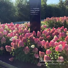 �A�F����������ݲ�ݮ��ľ����t�ۼ���ʯ�ҟ��҃�ͥԺ�ͺ�����