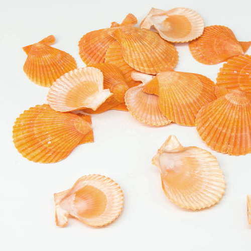 Yellow scallop wedding wall stickers landscape decoration aquatic floor shell wind chime shell conch ornaments shell material