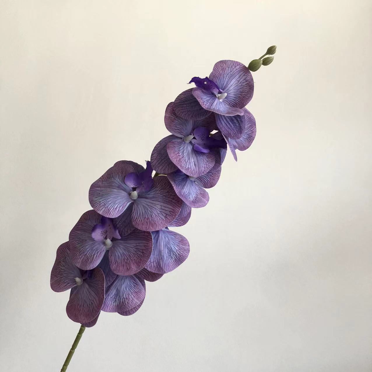 보라