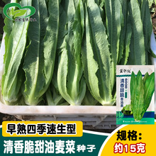 冀华农清香油麦菜种子 四季大叶味浓香油麦种籽 菜园农家蔬菜孑