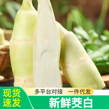 浙江新鲜茭白5斤现摘高笋农家蔬菜茭儿菜茭笋菰笋菰手整箱包邮