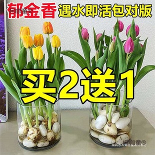 �ﻨ�����ԾGֲ�҃��B��������÷N���r��ˮ��N�Ӵ�ˮ�ɻ���̫��