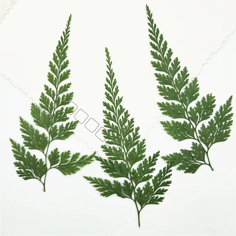 Зелено-черные листья папоротника pressing flower lights true leaf sticker plant Simagon закладка сухие цветы макияж декор