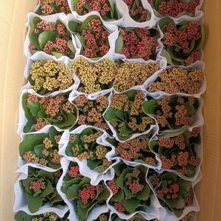 重瓣长寿花盆栽   带花苞发货基地大量批发   办公室绿植