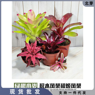 五彩姬积水凤梨水陆雨林缸爬虫蜥蜴箱造景琳达泰国彩叶附生小植物-阿里巴巴