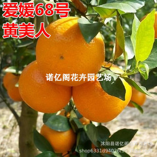 ��Ʒ�N����68̖�������S���˘�����Ә���t���˸������ϱ����Nֲ