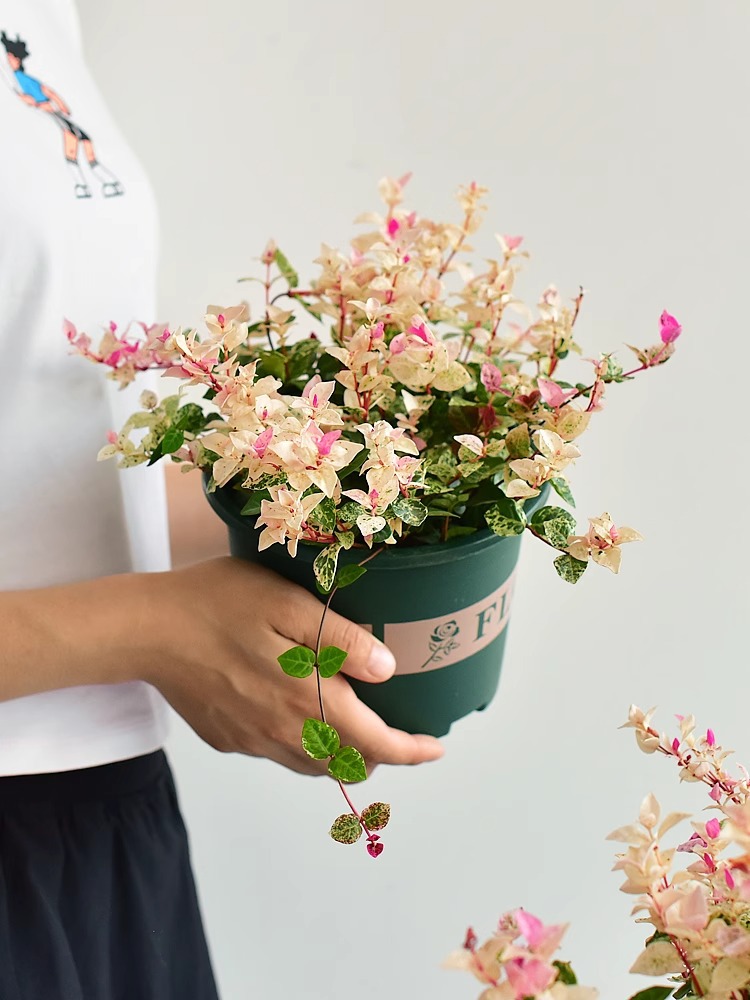 花叶络石彩叶络石室内阳台吊兰垂吊植物爬藤花卉黄金络石五彩花卉