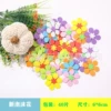 New foam flower 6cm