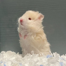 ��ë������˿�ܲ��������������Ѵ�����ͬ�Ǳ���������ʳ