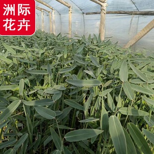 ���ݻ��ش������l������  ˮ��ֲ��ͦˮֲ��