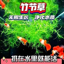 ӡ���񹝲����֑���ˮ��ֲ���ȸ�~�r����к󾰵�ˮ��������ˮ�|